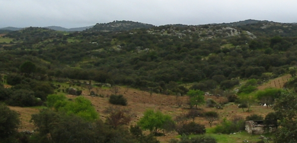 Abandoned Landscape