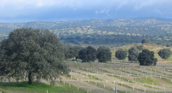 Traditional Spanish Dehesa Landscape