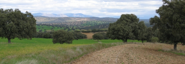 Dehesa Landscape