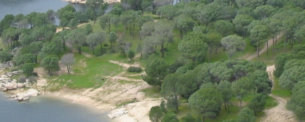 Dehesa Landscape