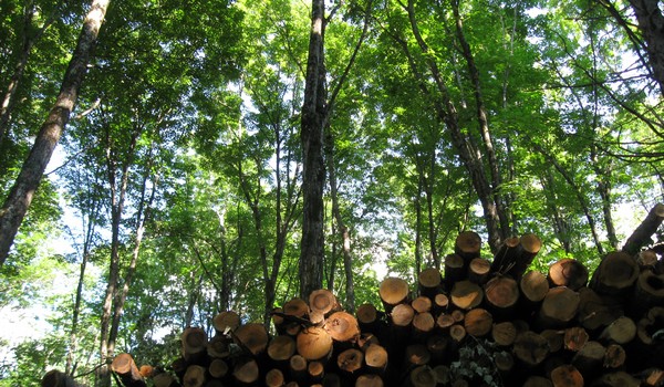 Michigan Managed Forest