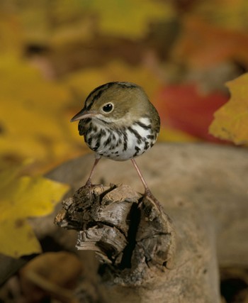 Ovenbird (Seiurus aurocapillus)